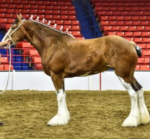 Clydesdale horse 'Betty'