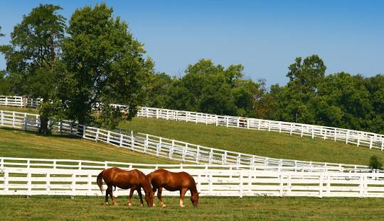 Horses at Kentucky Horse Park